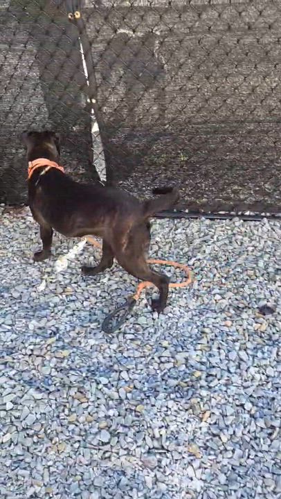 Enlarge Cinder , a ADOPTABLE Mixed Breed in McKeesport, PA video 5/6
