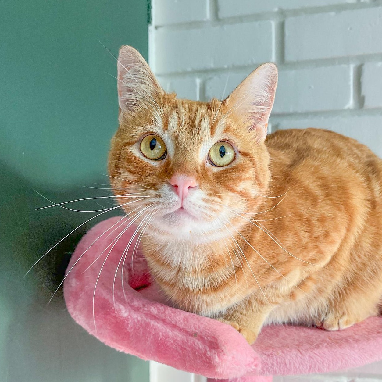 Enlarge Archie, an adopted mixed breed in New Orleans, LA image 3/3