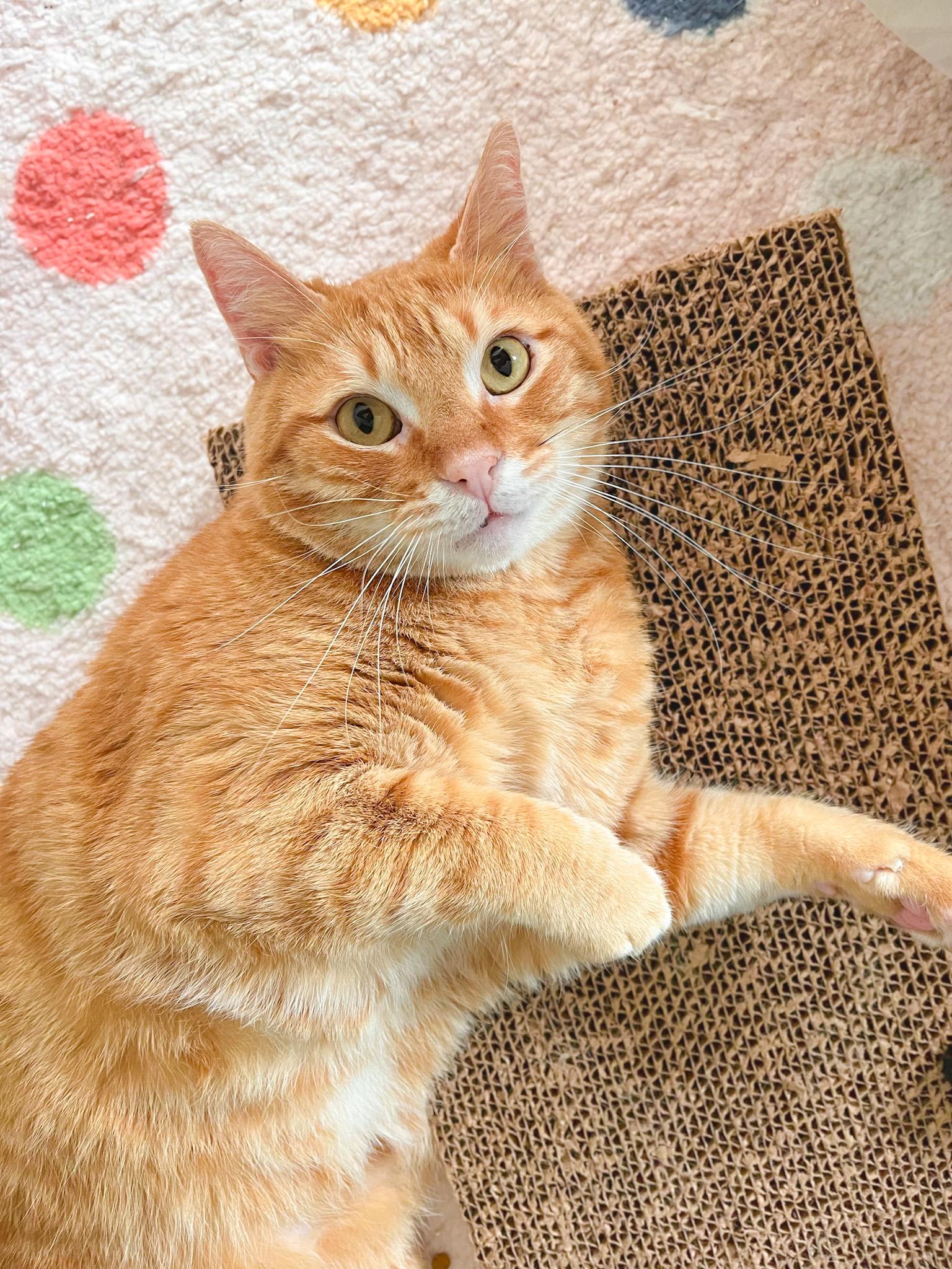 Archie, Adoptable, Adult Male Tabby & American Bobtail.