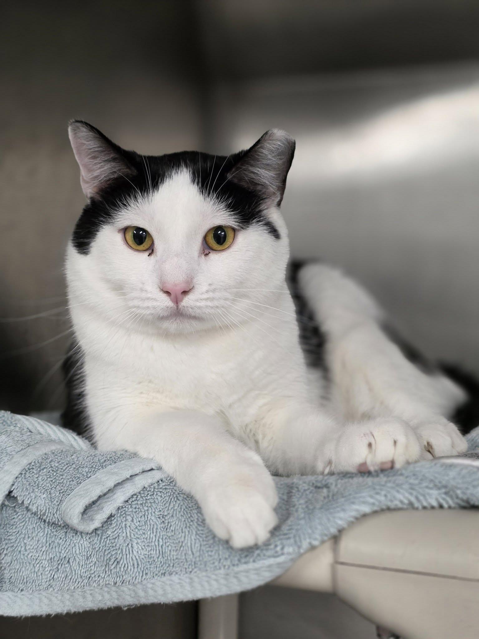 Kasey, ADOPTABLE, Young Female Domestic Short Hair.
