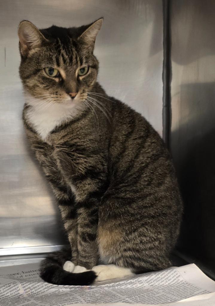 Madonna — thumbnail 4