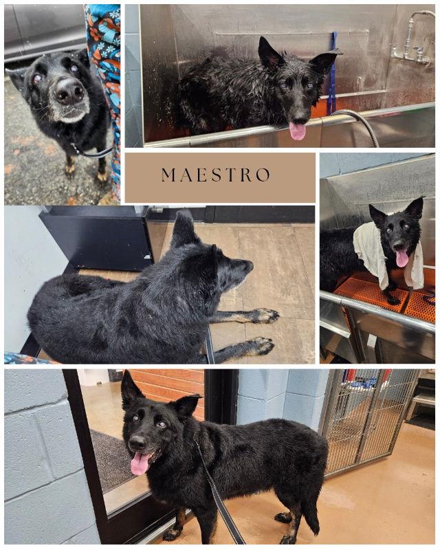 Maestro, Adoptable, Adult Male English Shepherd & German Shepherd Dog.