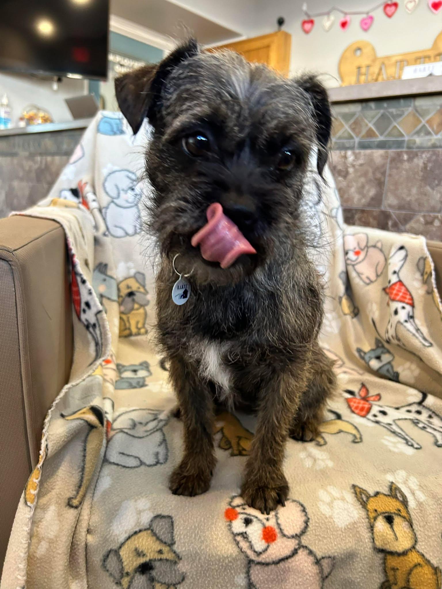 Enlarge Simply, an adopted Brussels Griffon in Phoenix, AZ image 1/6