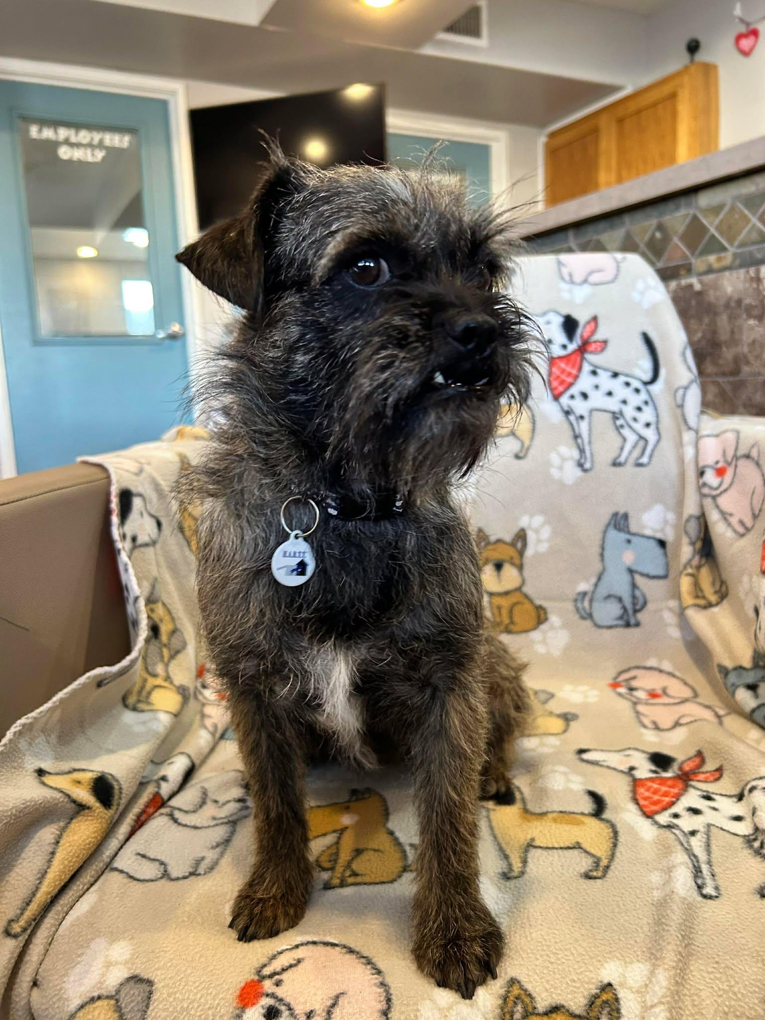 Enlarge Simply, an adopted Brussels Griffon in Phoenix, AZ image 4/6