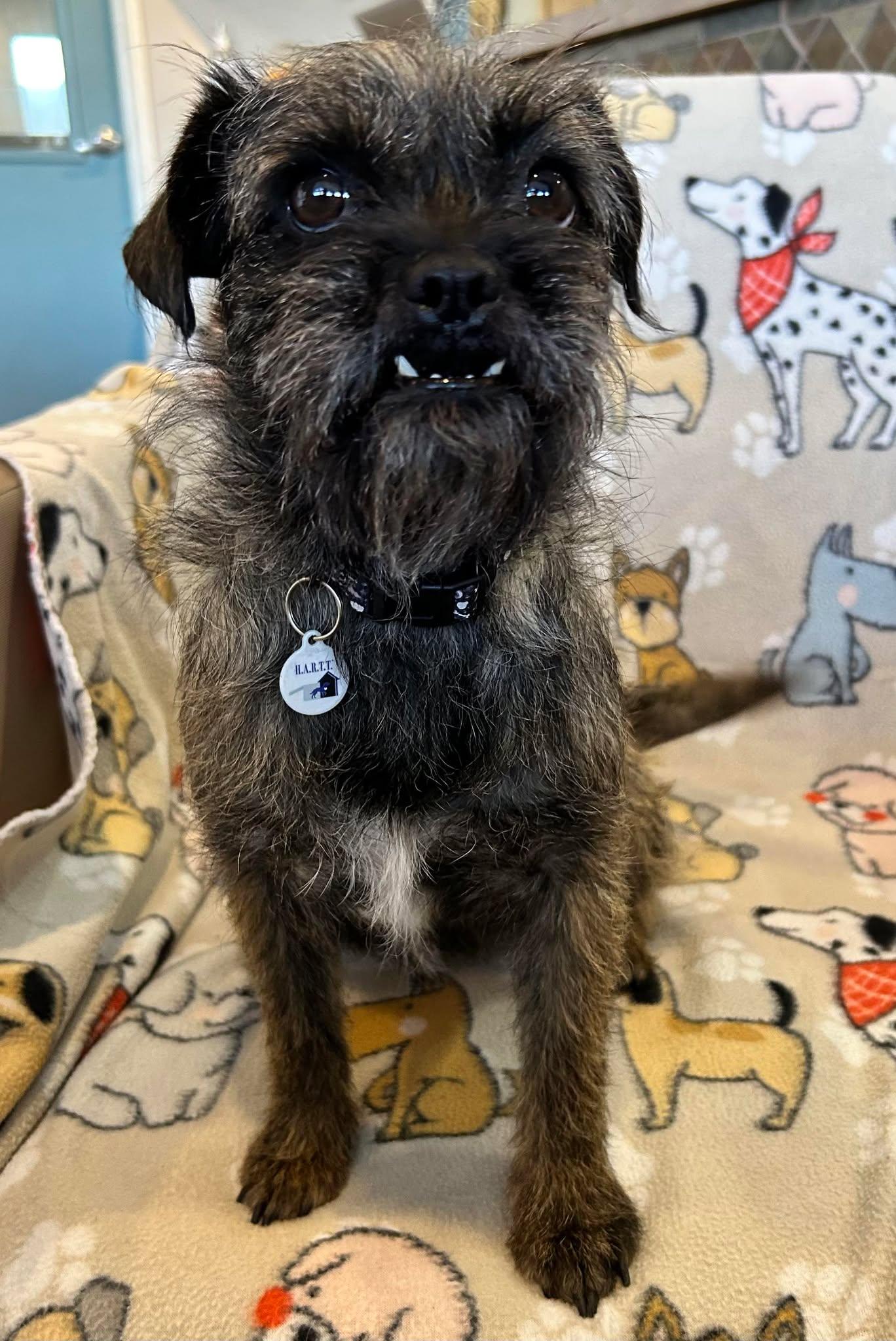 Enlarge Simply, an adopted Brussels Griffon in Phoenix, AZ image 3/6