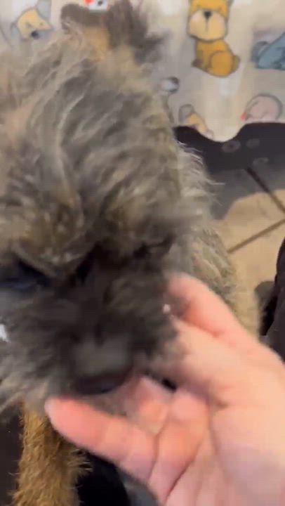 Enlarge Simply, an adopted Brussels Griffon in Phoenix, AZ video 5/6