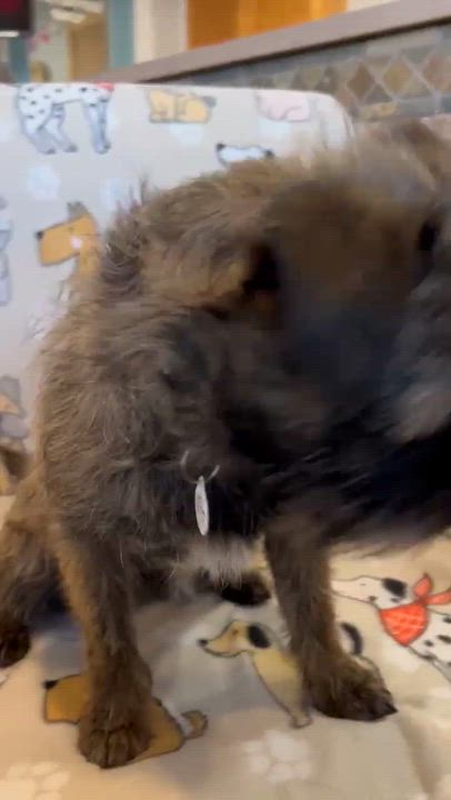 Enlarge Simply, an adopted Brussels Griffon in Phoenix, AZ video 2/6