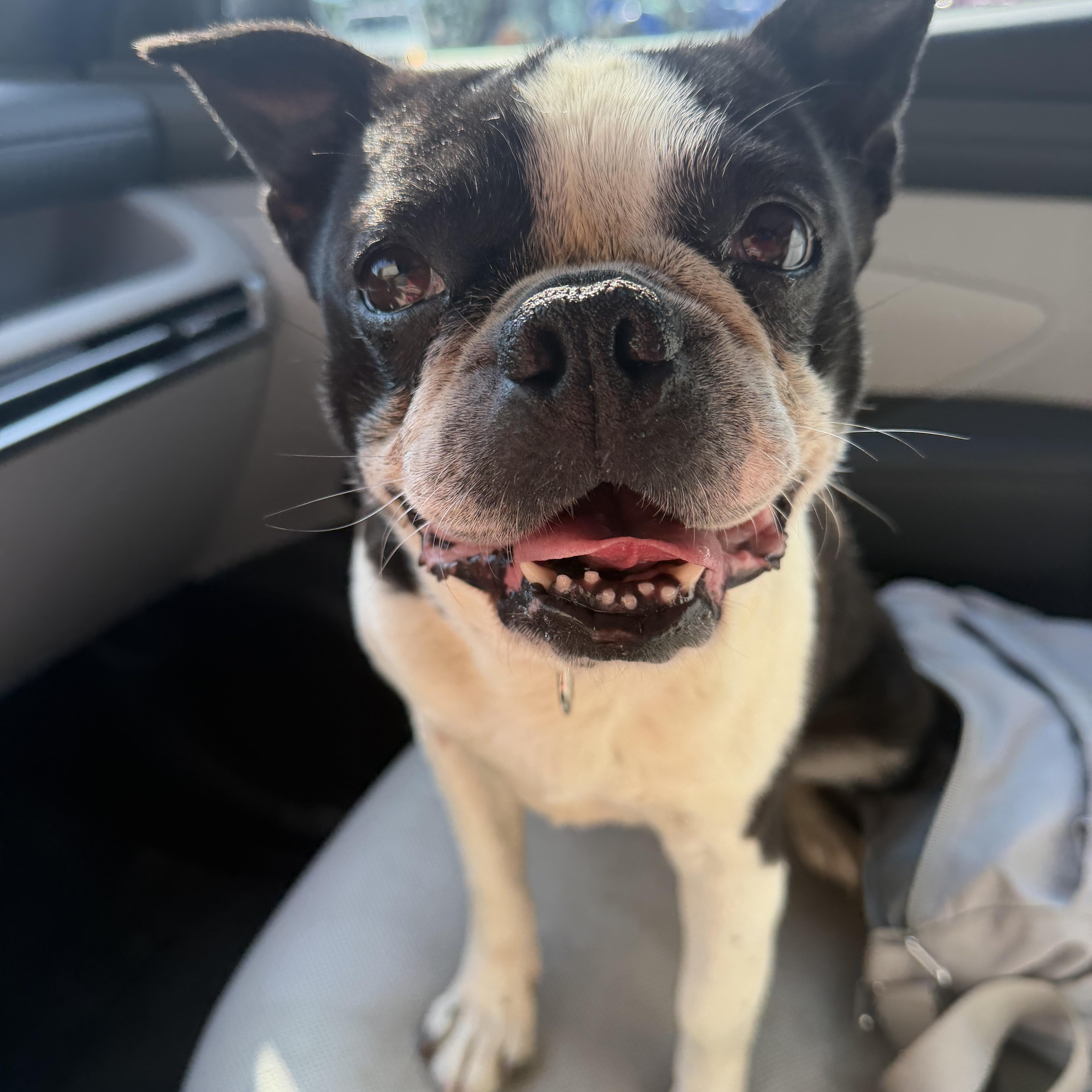 Enlarge Oreo, a ADOPTABLE Boston Terrier in Greenwich, NY image 1/1