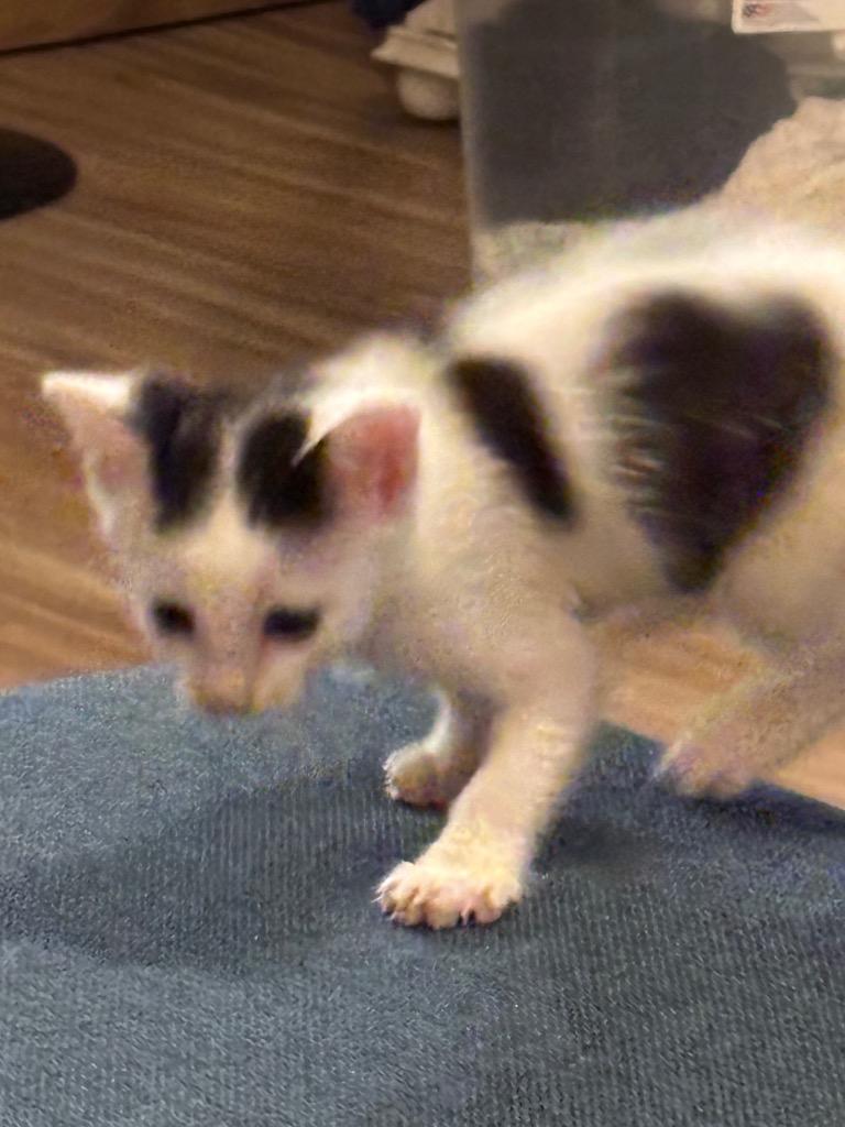 iHeart, Adoptable, Young Male Domestic Short Hair.