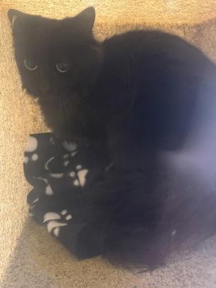 Ash, Adoptable, Adult Female Domestic Medium Hair & Domestic Short Hair.