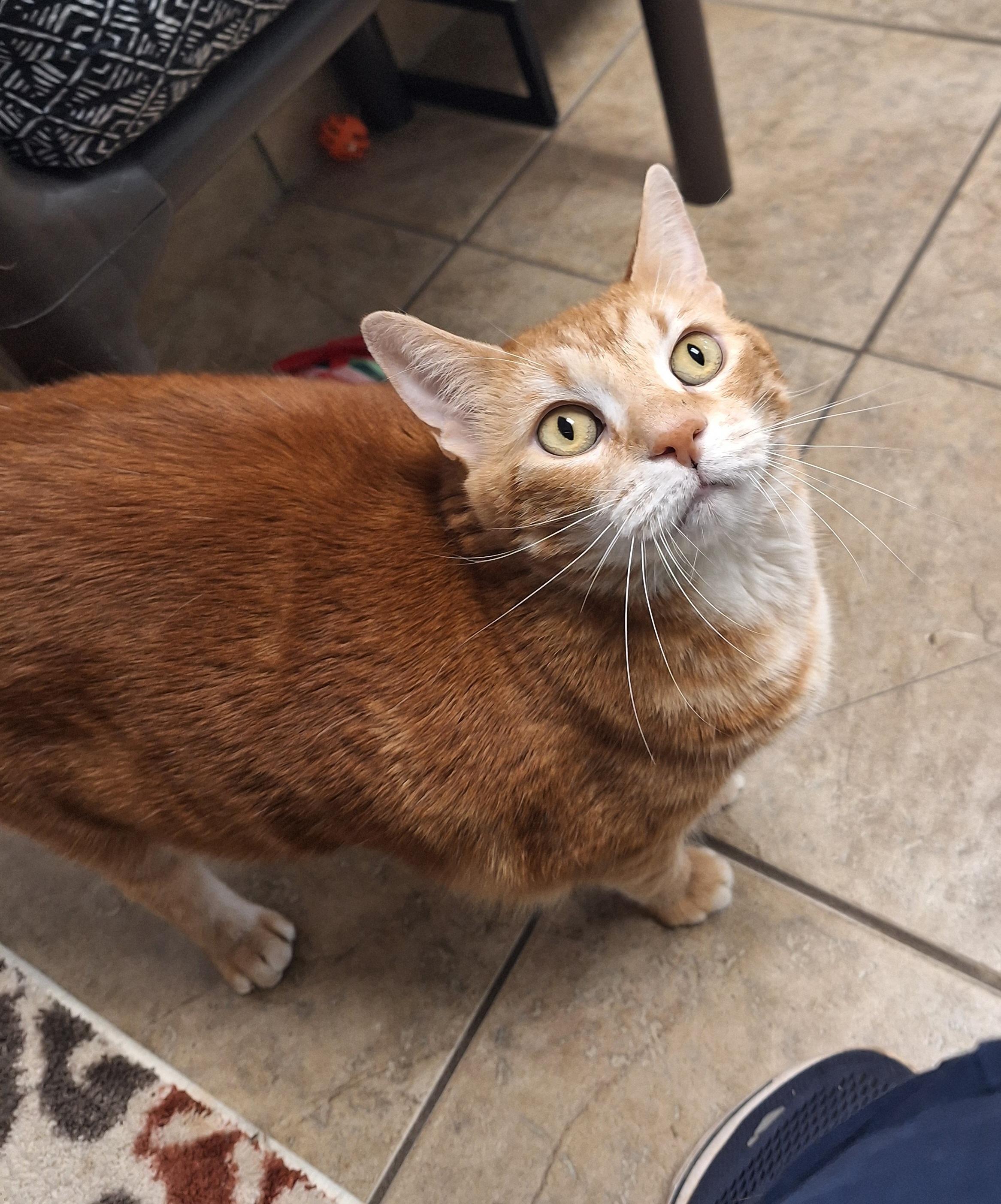 Tigger, adoptable, Adult Female Domestic Short Hair.