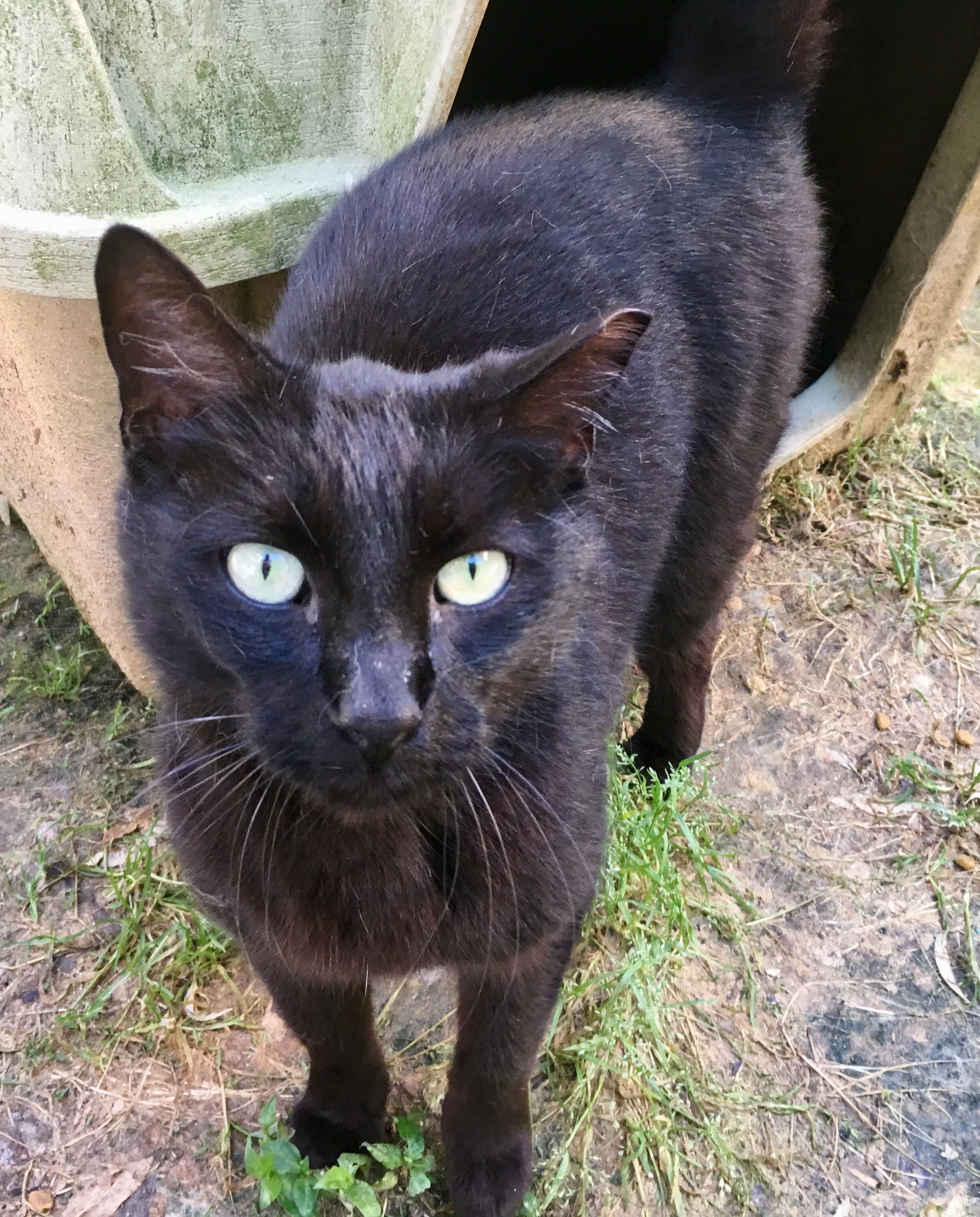 Blackie, a Adoptable Domestic Short Hair in Stuart, VA image 1/2