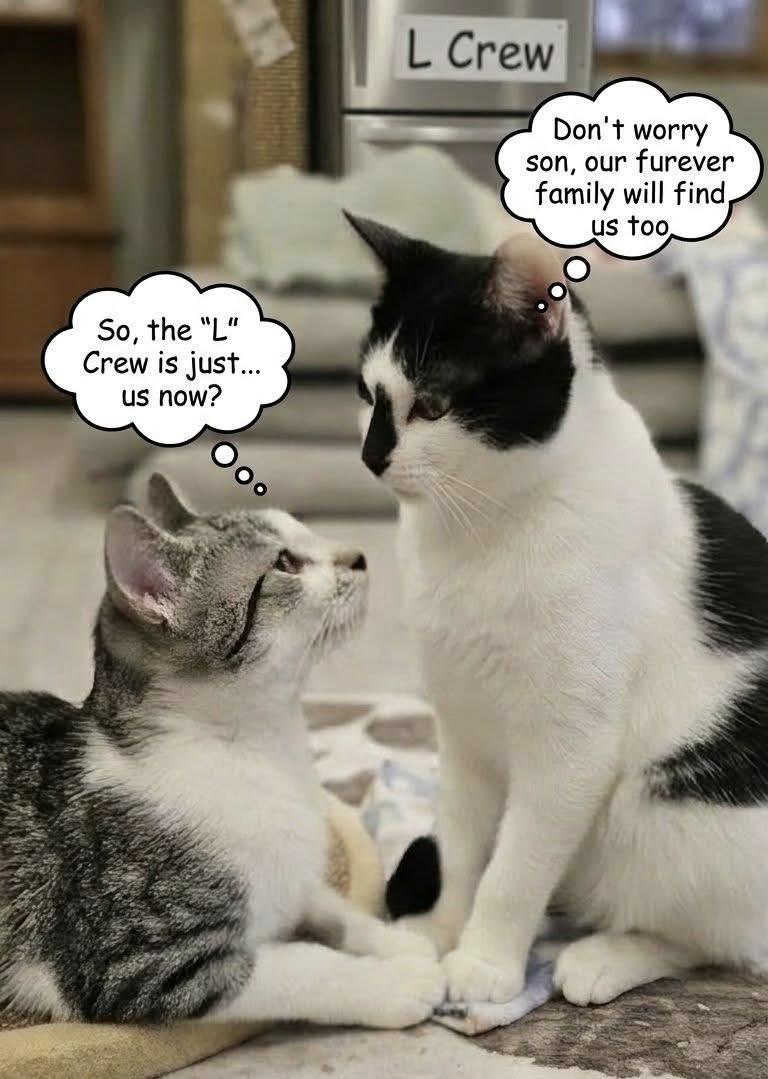 LYNDEL, a Adoptable Domestic Short Hair in Delhi, ON image 2/6