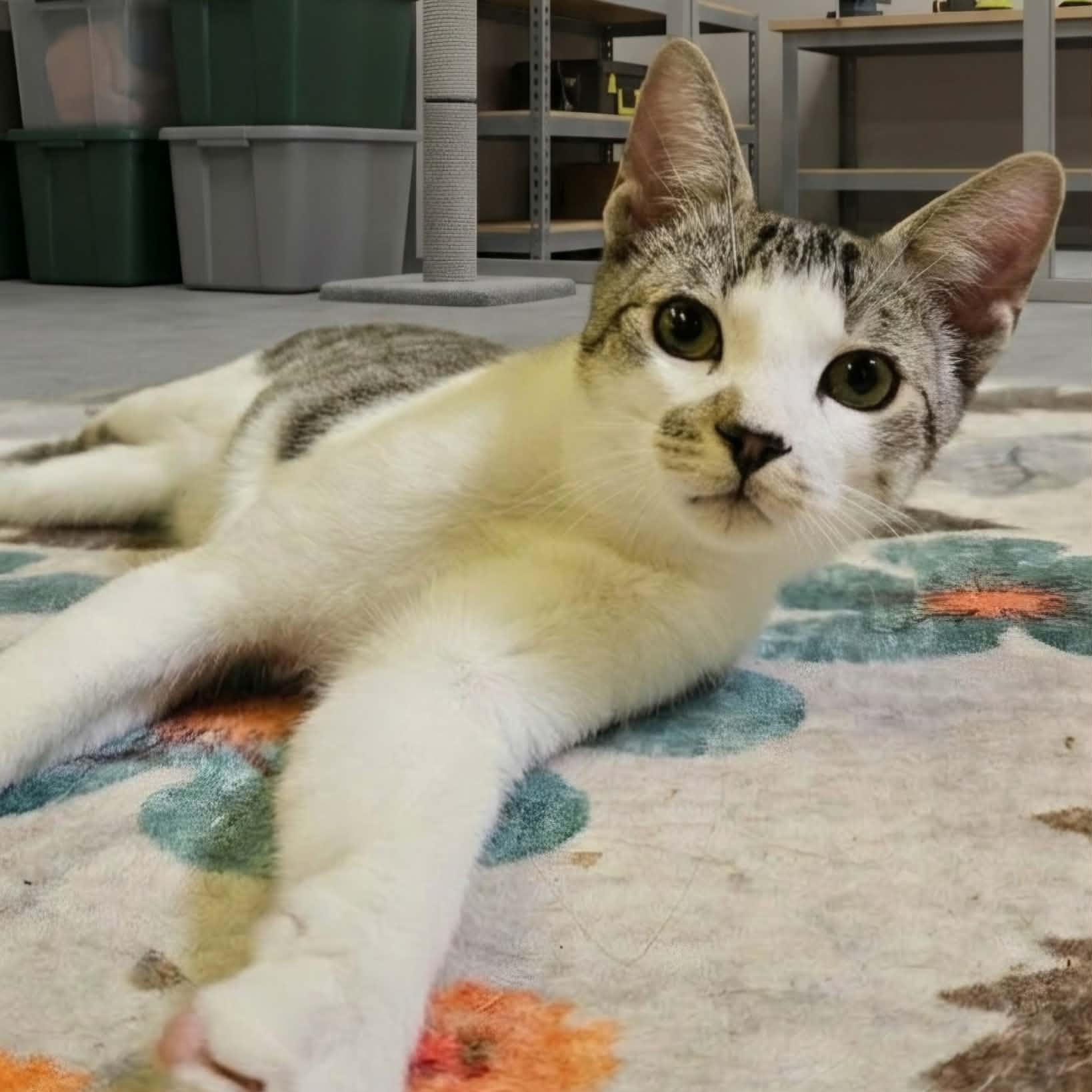 LYNDEL, a Adoptable Domestic Short Hair in Delhi, ON image 1/6