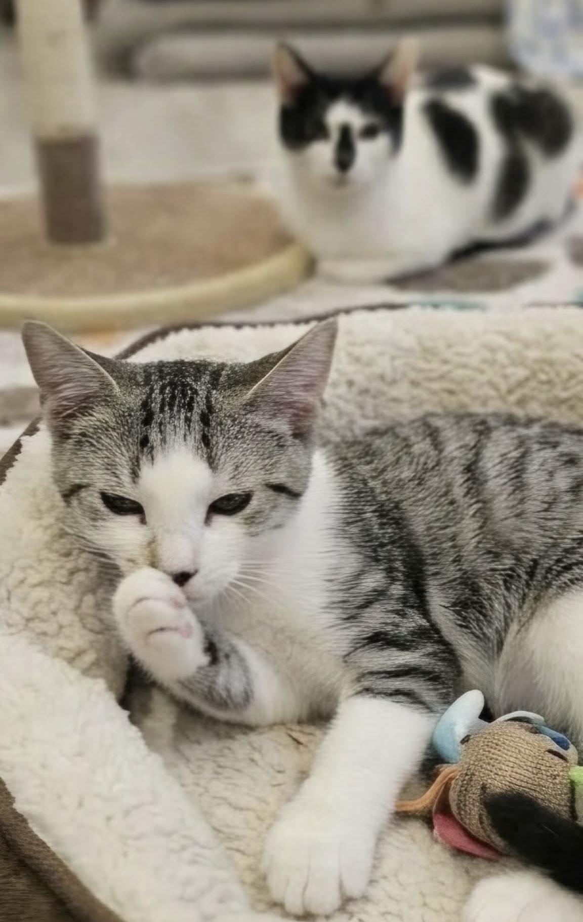 LYNDEL, a Adoptable Domestic Short Hair in Delhi, ON image 6/6