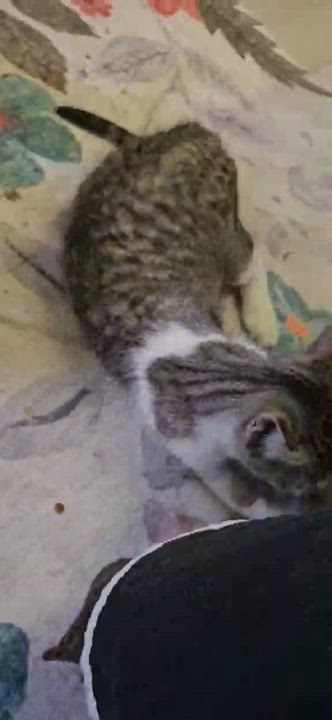 Enlarge LYNDEL, a Adoptable Domestic Short Hair in Delhi, ON video 3/6