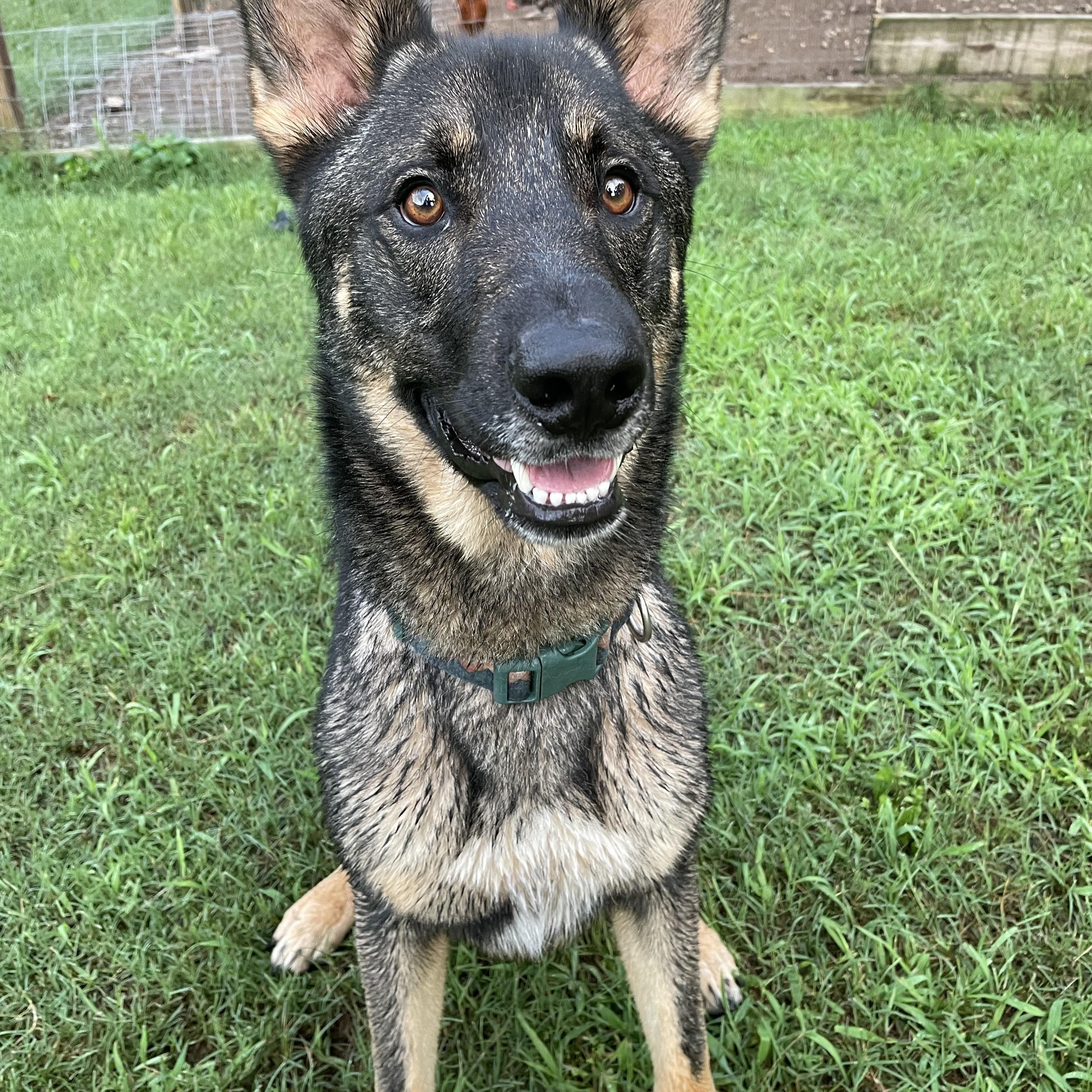 Enlarge Odin, an adoption pending German Shepherd Dog in East Brunswick, NJ image 1/4