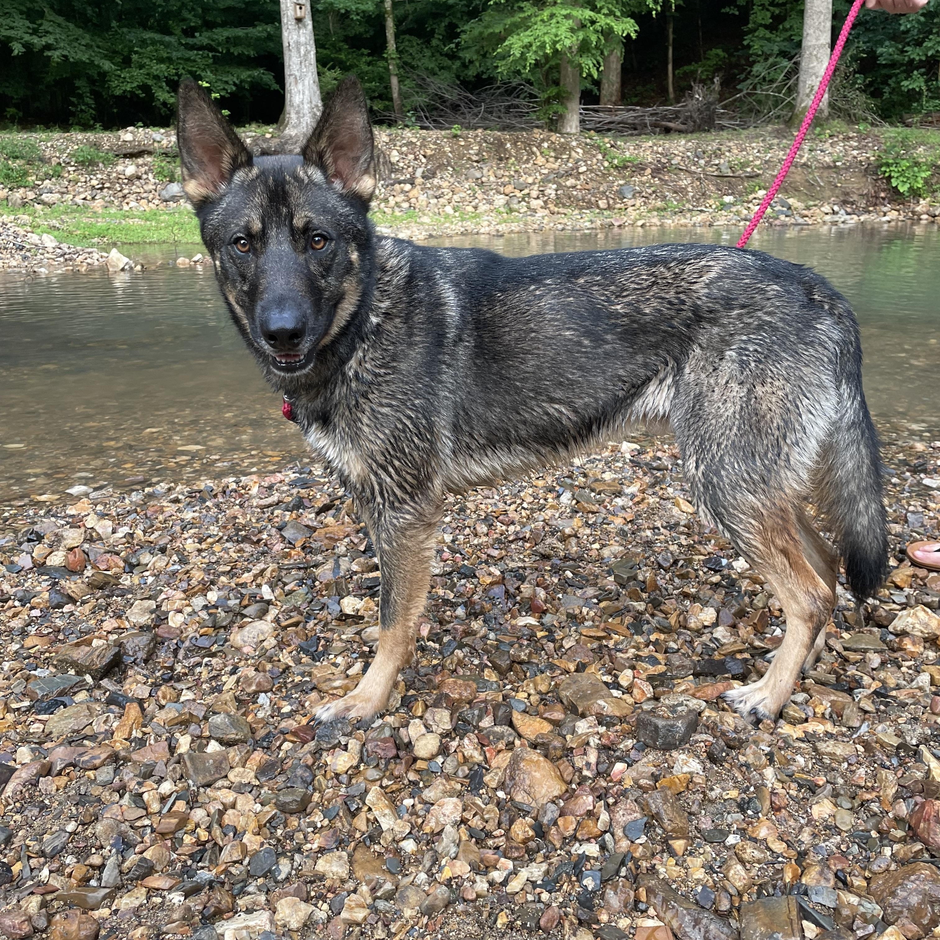 Enlarge Odin, an adoption pending German Shepherd Dog in East Brunswick, NJ image 2/4