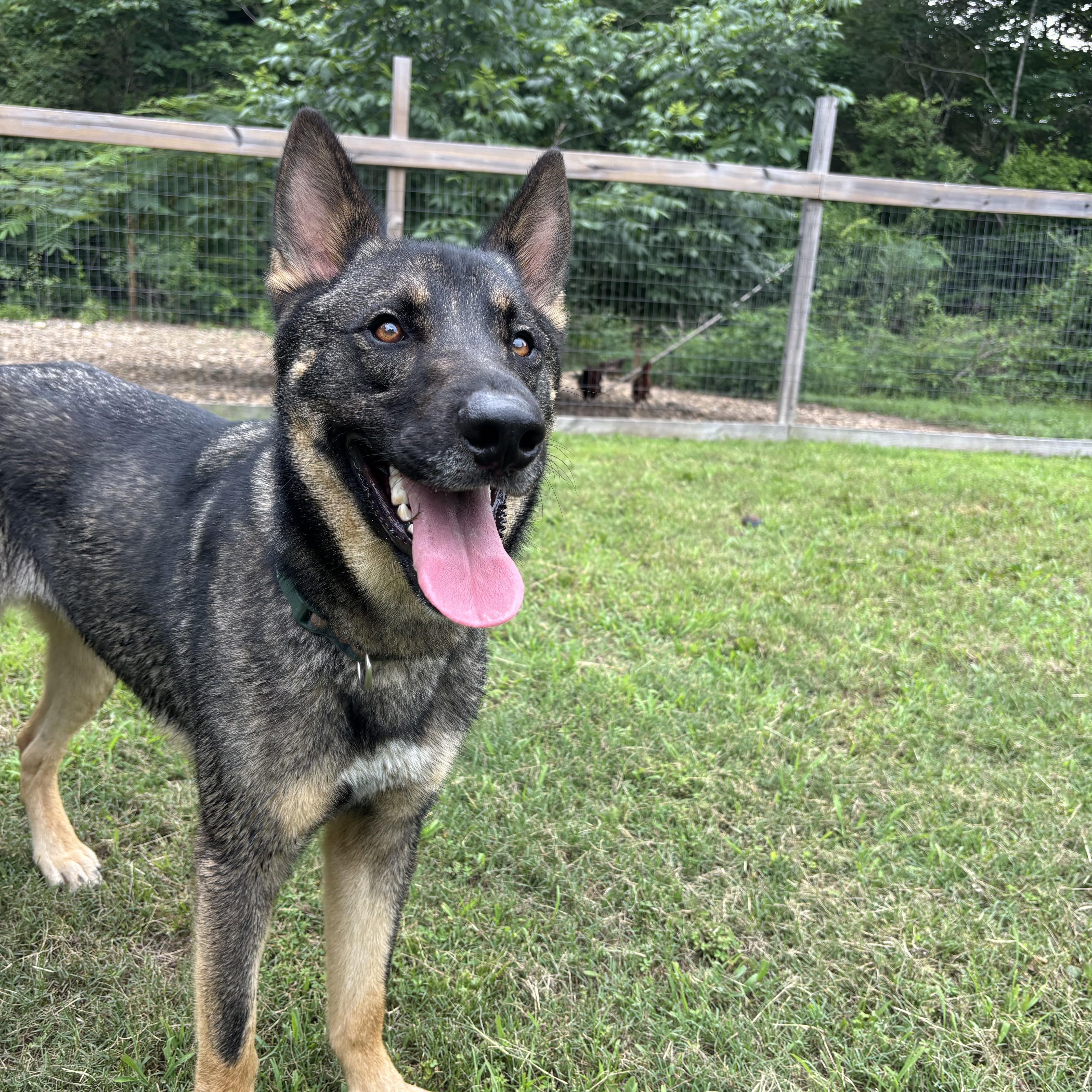 Enlarge Odin, an adoption pending German Shepherd Dog in East Brunswick, NJ image 3/4