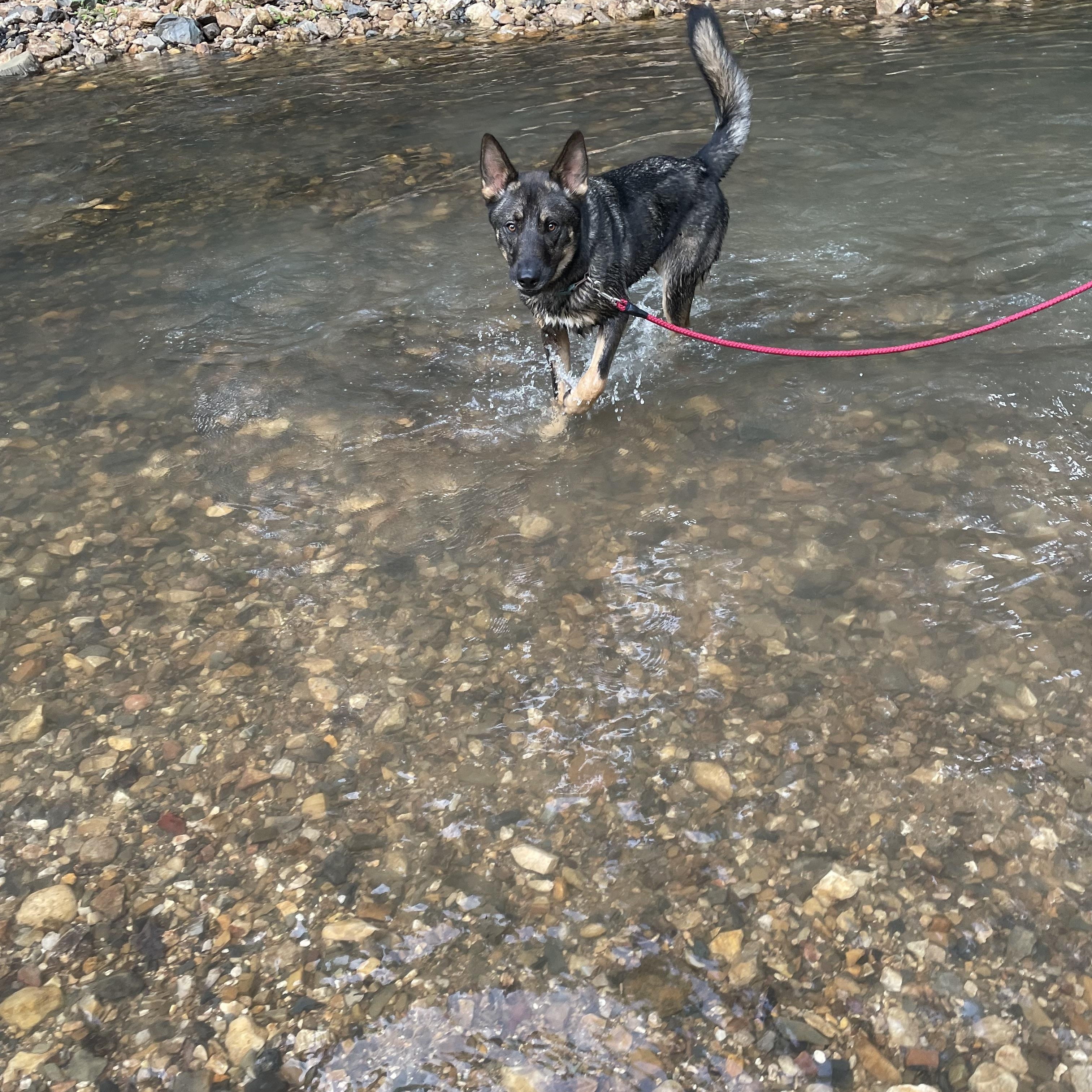 Enlarge Odin, an adoption pending German Shepherd Dog in East Brunswick, NJ image 4/4