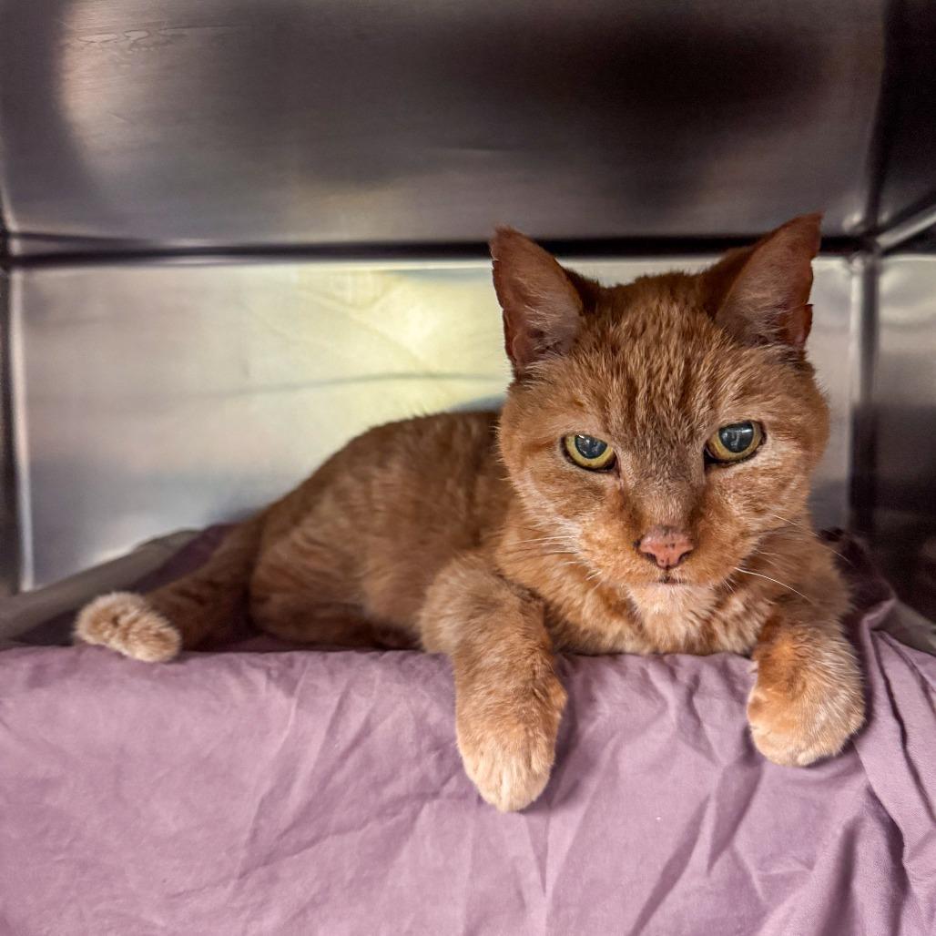Enlarge Little Kitty, a Adoptable Domestic Short Hair in Kennebunk, ME image 1/2