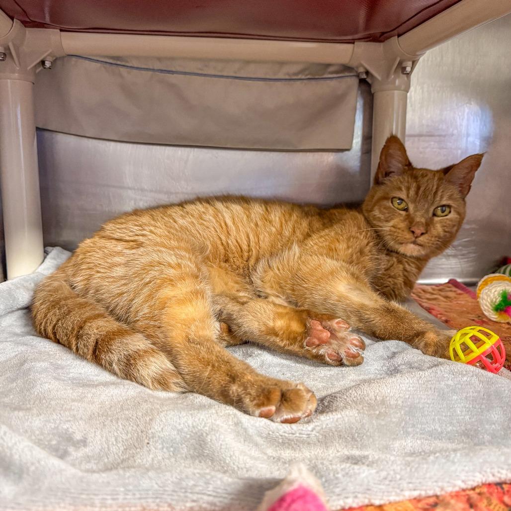 Little Kitty *Avail by Appt*, a Adoptable Domestic Short Hair in Kennebunk, ME image 2/6