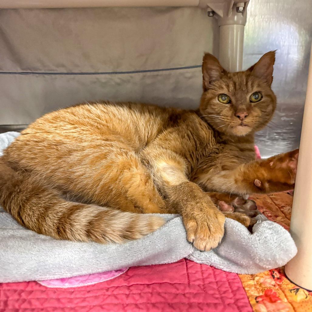 Little Kitty *Avail by Appt*, a Adoptable Domestic Short Hair in Kennebunk, ME image 3/6