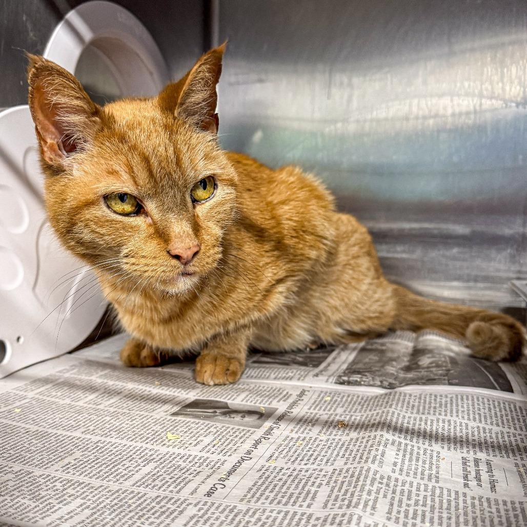 Little Kitty *Avail by Appt*, a Adoptable Domestic Short Hair in Kennebunk, ME image 4/6