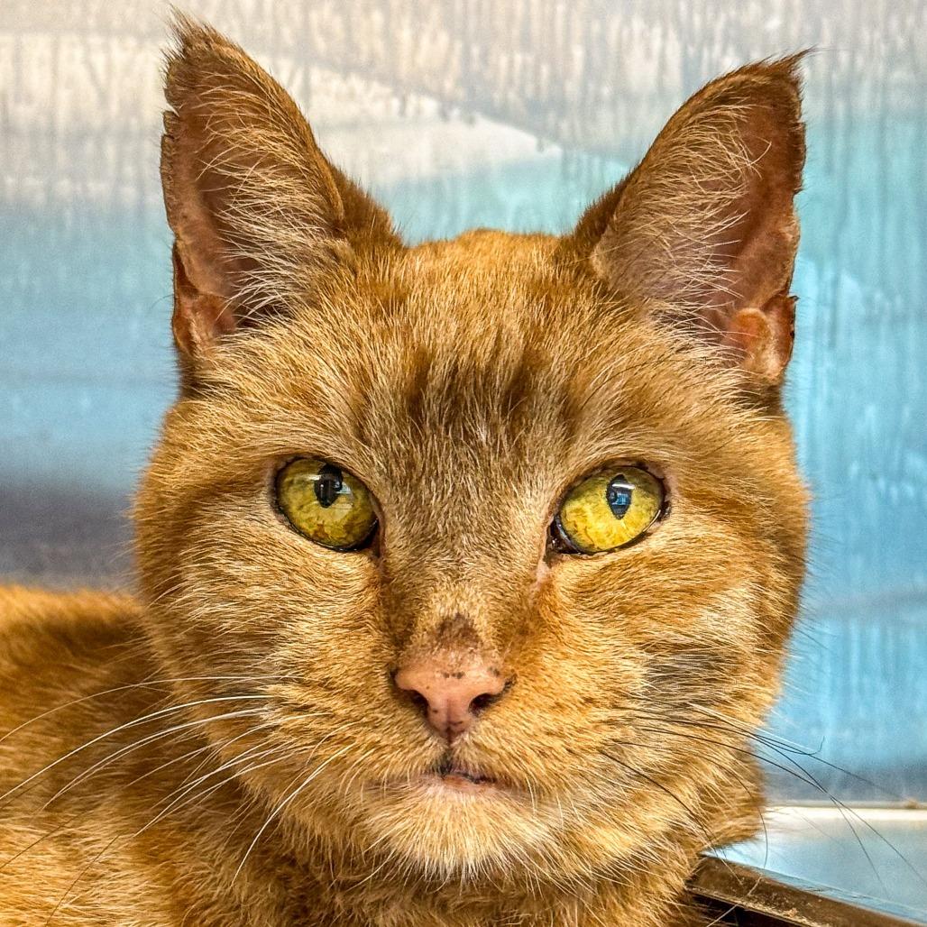 Little Kitty *Avail by Appt*, a Adoptable Domestic Short Hair in Kennebunk, ME image 6/6