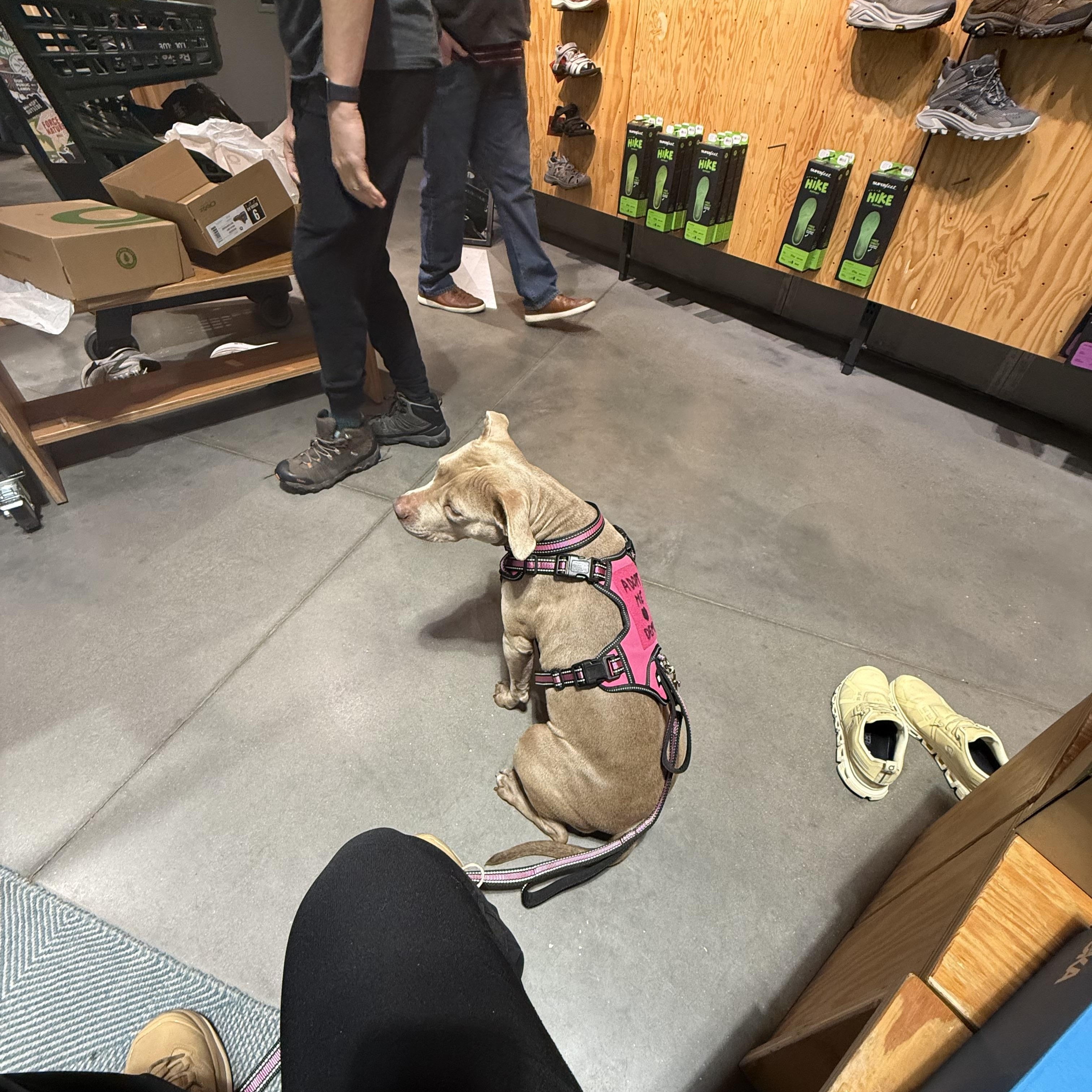 Enlarge Demi, a ADOPTABLE Mixed Breed in tampa, FL image 5/6