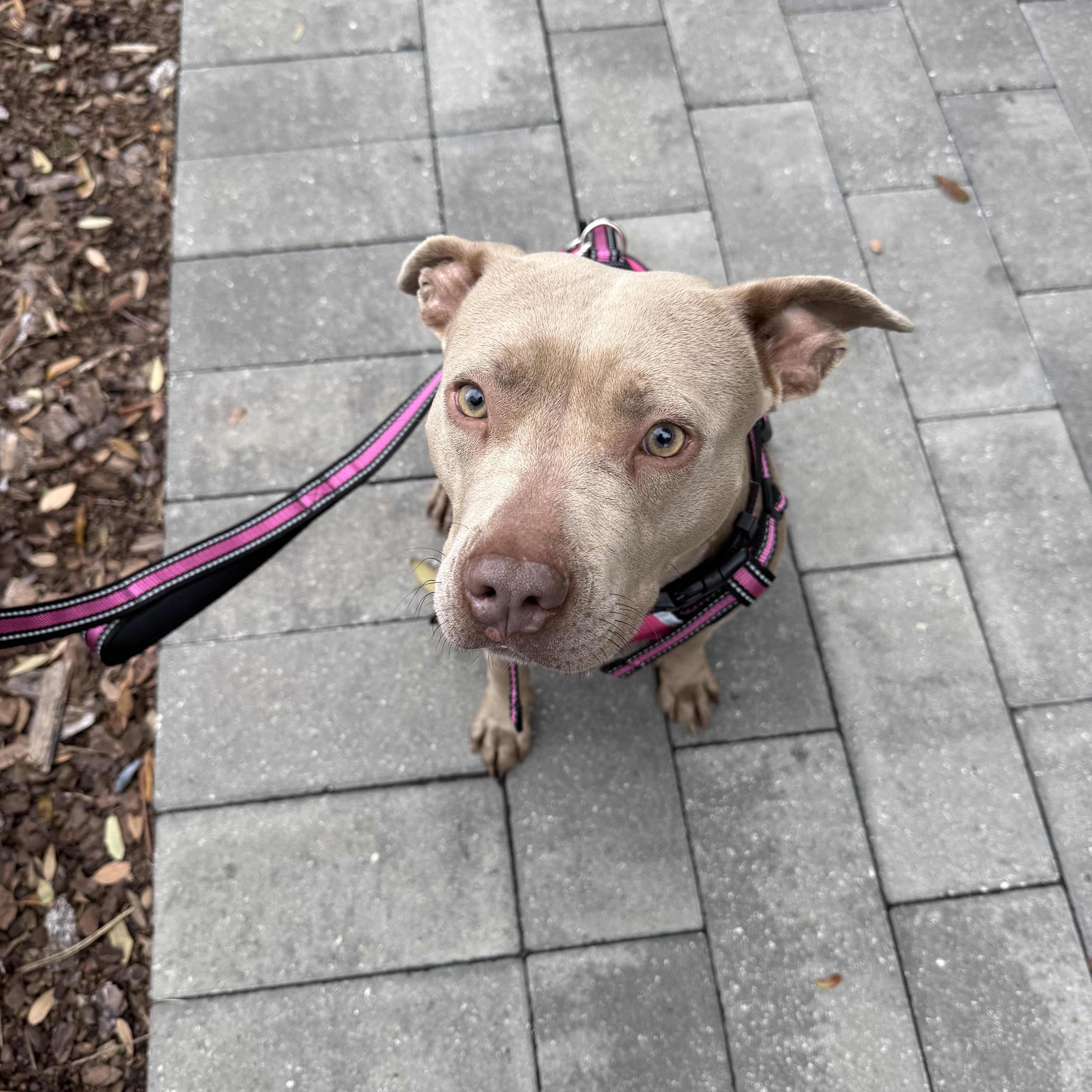 Enlarge Demi, a ADOPTABLE Mixed Breed in tampa, FL image 6/6