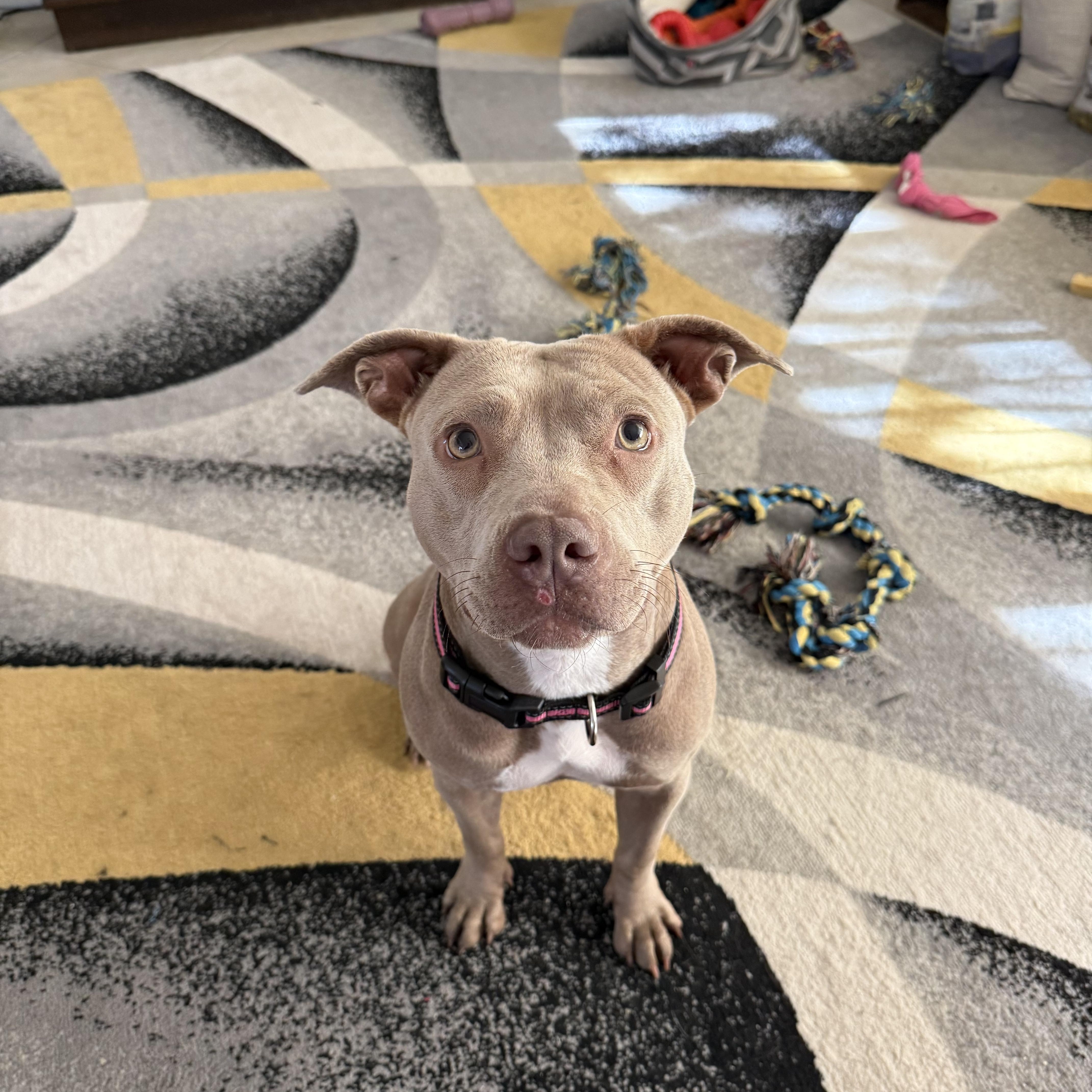 Demi, ADOPTABLE, Young Female Mixed Breed.