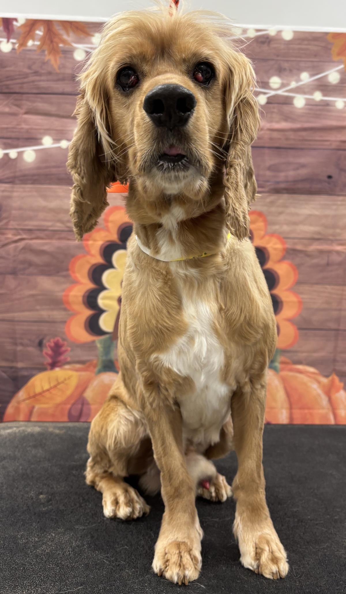 Cheddar, Adoptable, Adult Male Cocker Spaniel.