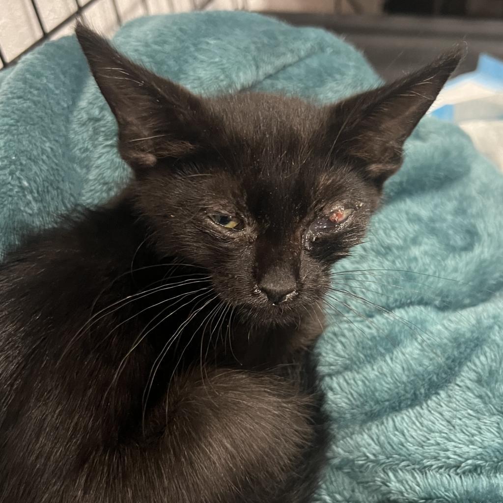 Dobby, Adoptable, Adult Male Domestic Short Hair.