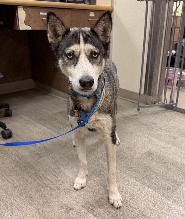Persephone, Adoptable, Adult Female Siberian Husky.