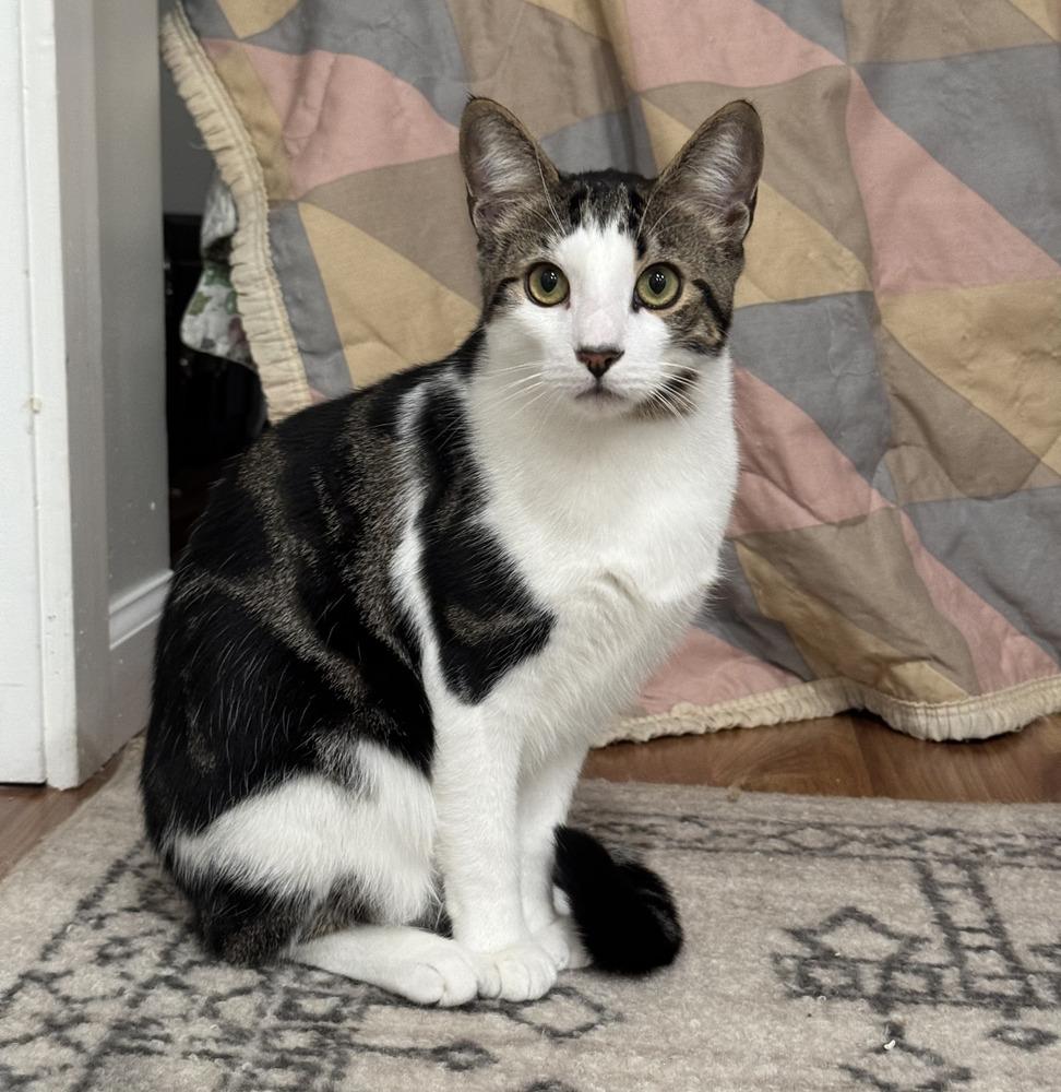 Enlarge Stormy, a Adoptable Domestic Short Hair in Lake Grove, NY image 1/1