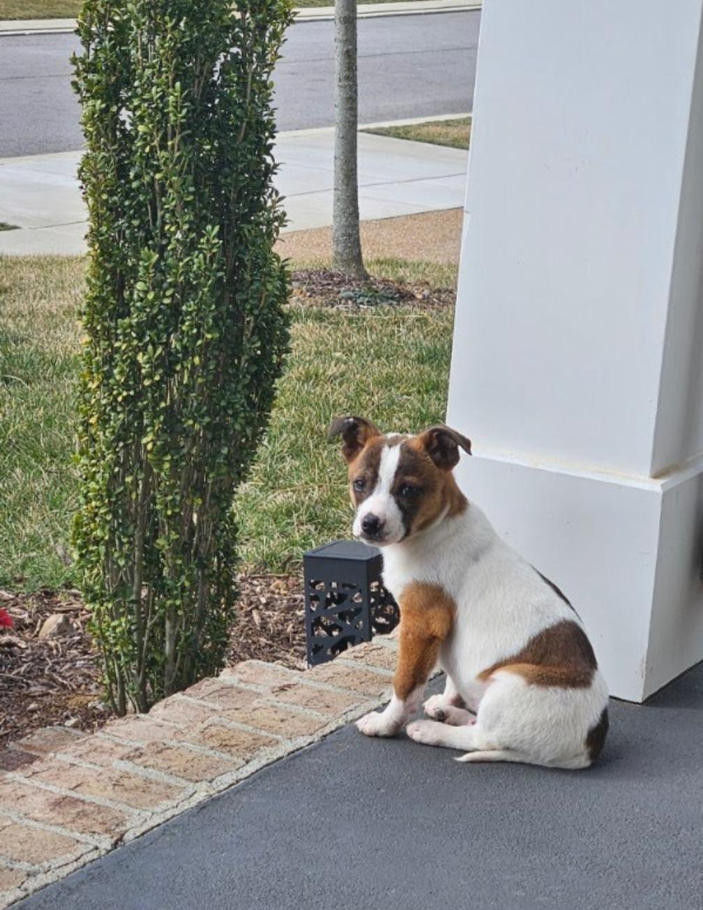 Enlarge Bandit , a Adoptable mixed breed in Spring hill, TN image 5/6