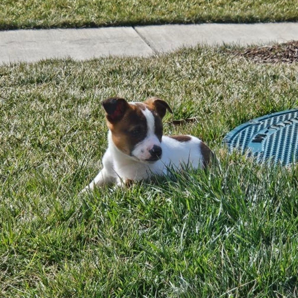 Enlarge Bandit , a Adoptable mixed breed in Spring hill, TN image 3/6