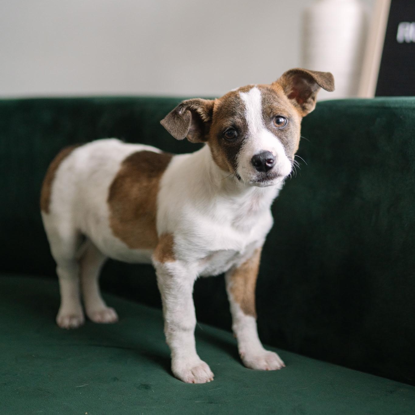 Bandit , Adoptable, Puppy Male Chihuahua & Mixed Breed.