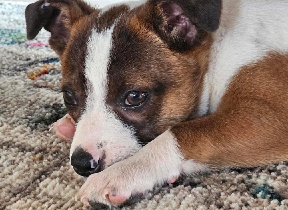 Enlarge Bandit , a Adoptable mixed breed in Spring hill, TN image 4/6