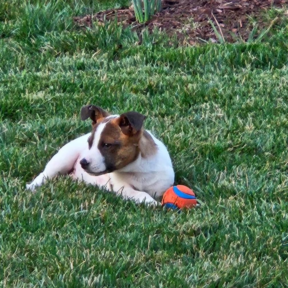 Enlarge Bandit , a Adoptable mixed breed in Spring hill, TN image 6/6