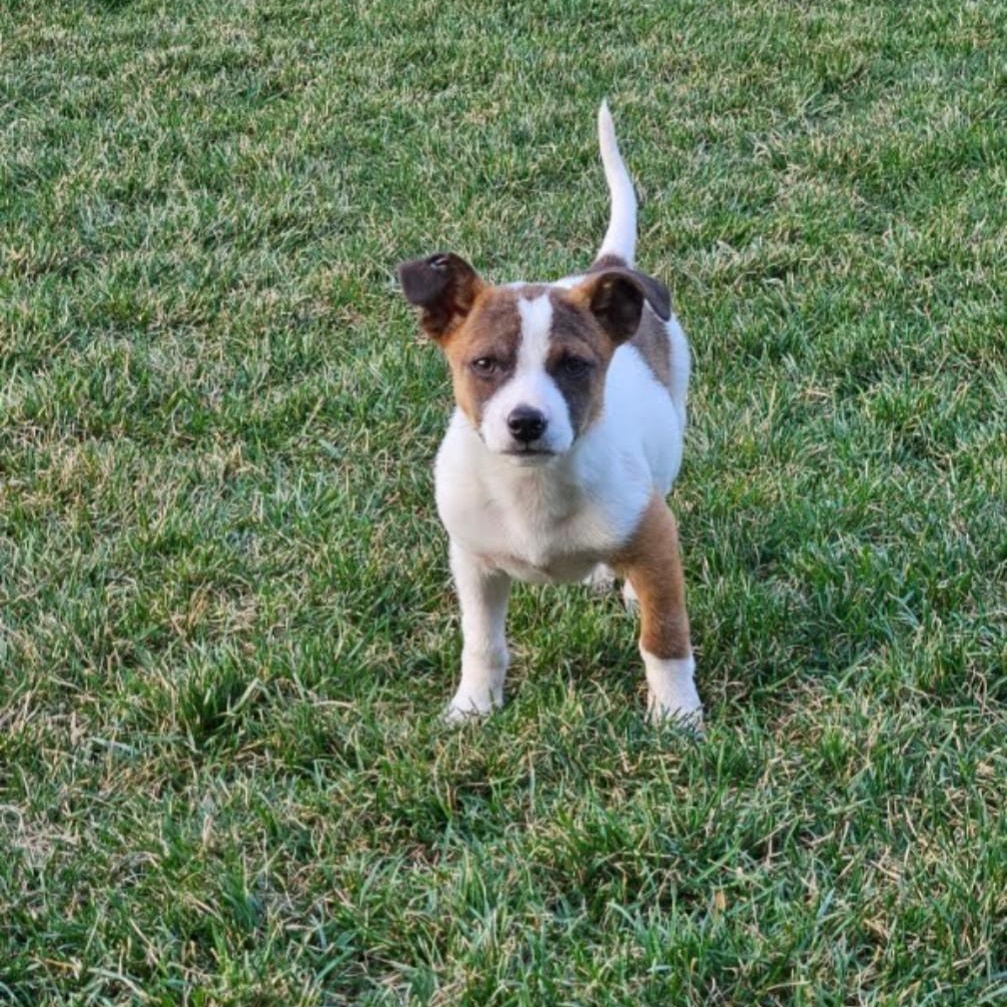 Enlarge Bandit , a Adoptable mixed breed in Spring hill, TN image 2/6