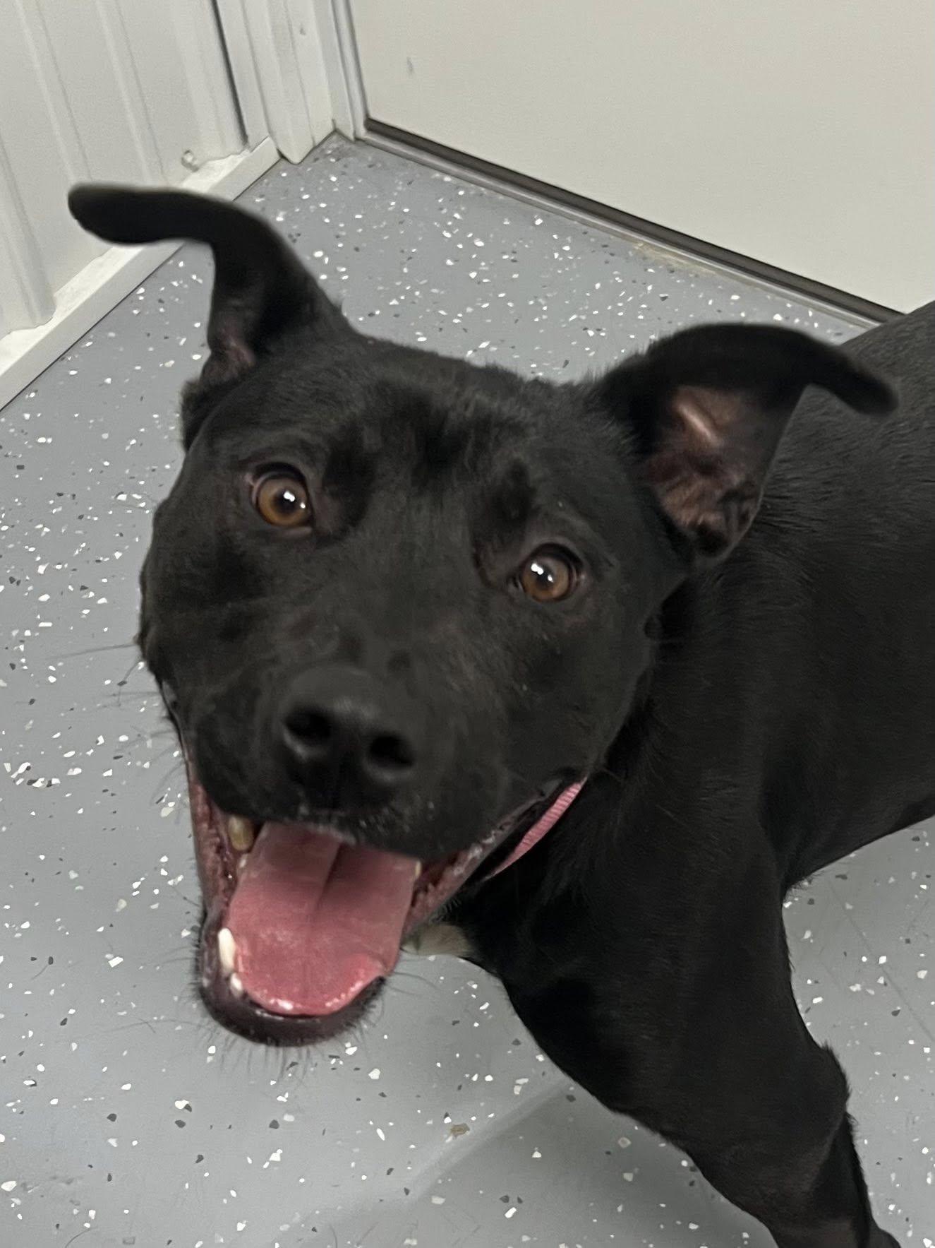 Paisley, Adoptable, Adult Female Mixed Breed.