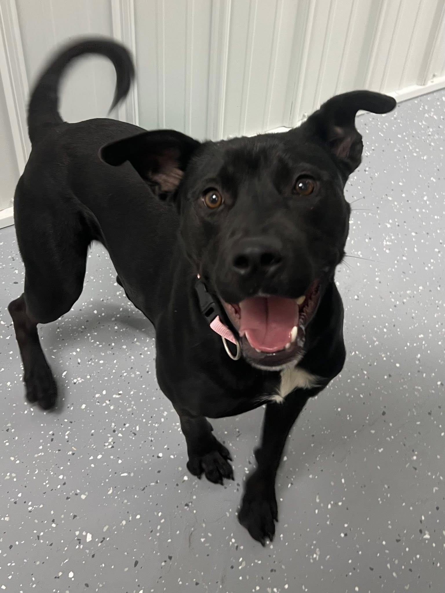 Enlarge Paisley, a Adoptable Mixed Breed in Davenport, IA image 2/2