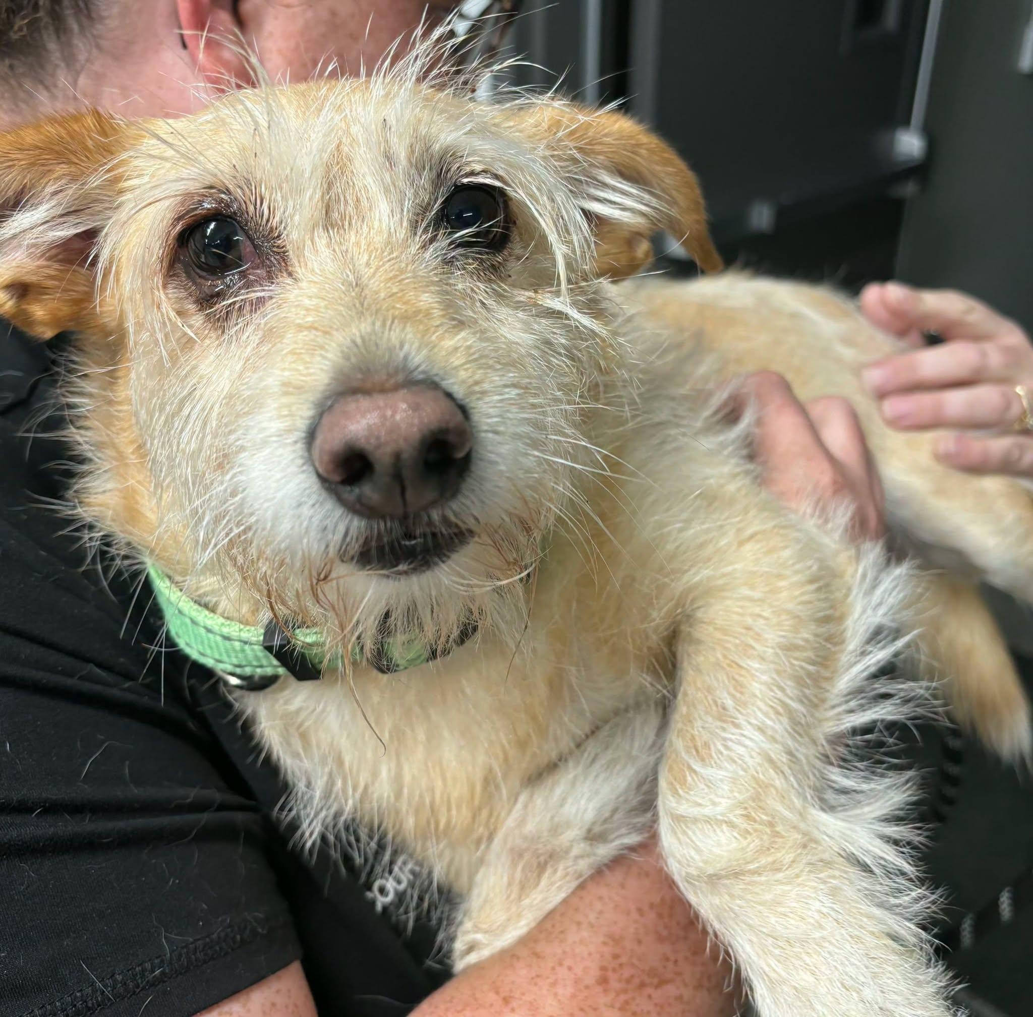 Willie Nelson, Adoptable, Senior Male Terrier.