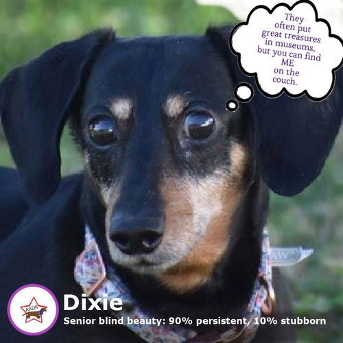 Dixie in TN, ADOPTABLE, Senior Female Dachshund.
