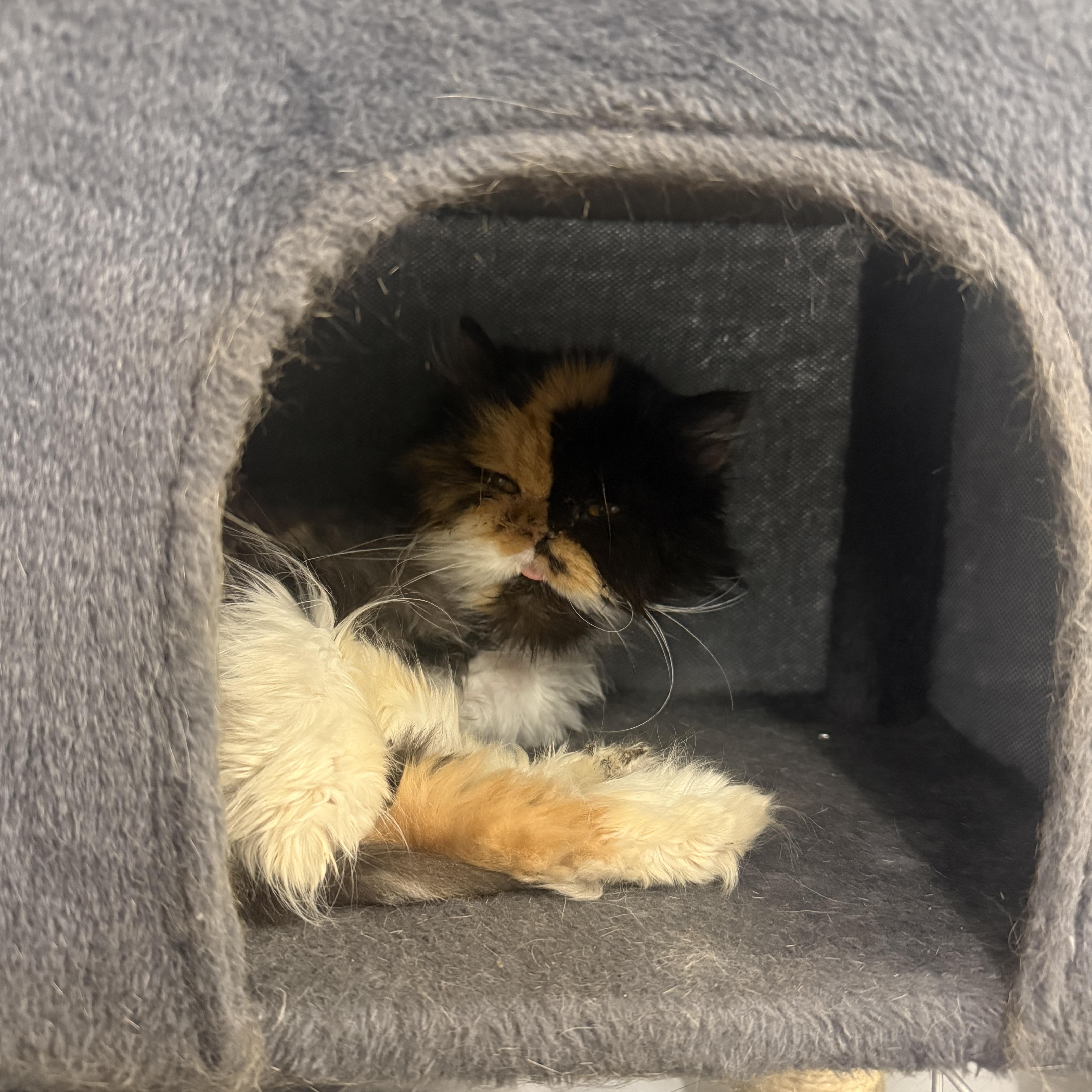 Enlarge Parmesan, an adopted Persian in Auburn, NE image 2/4