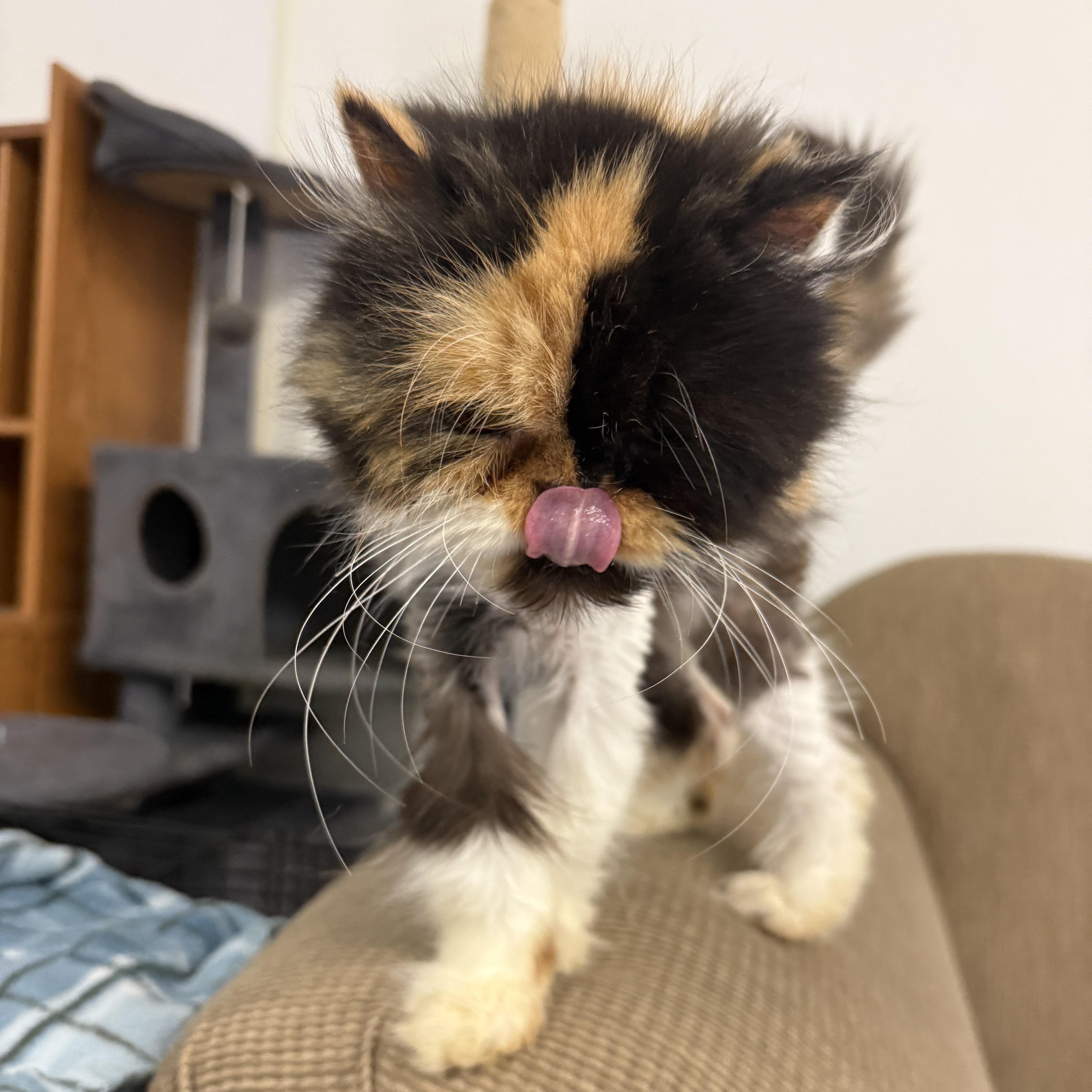 Enlarge Parmesan, an adopted Persian in Auburn, NE image 4/4