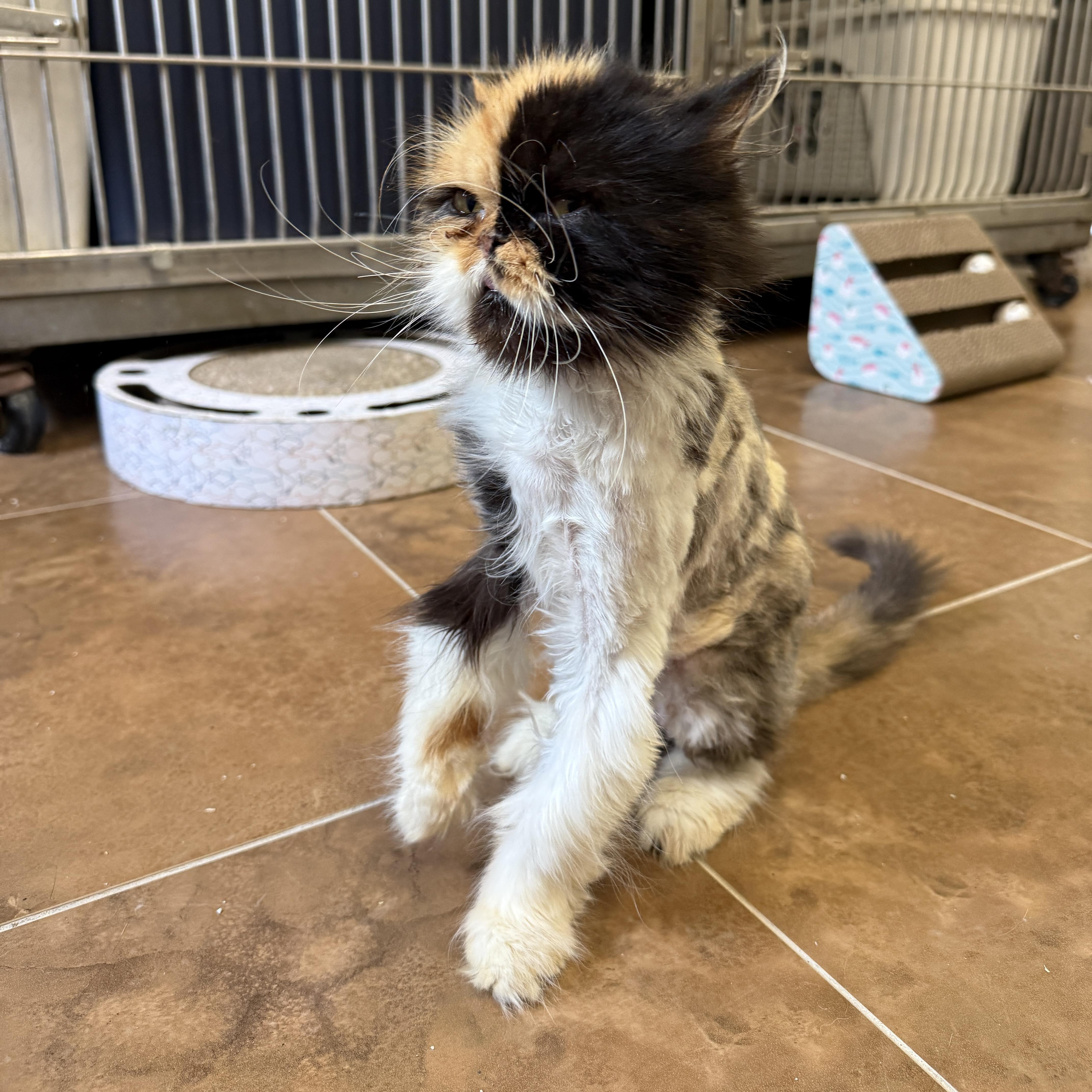 Enlarge Parmesan, an adopted Persian in Auburn, NE image 3/4