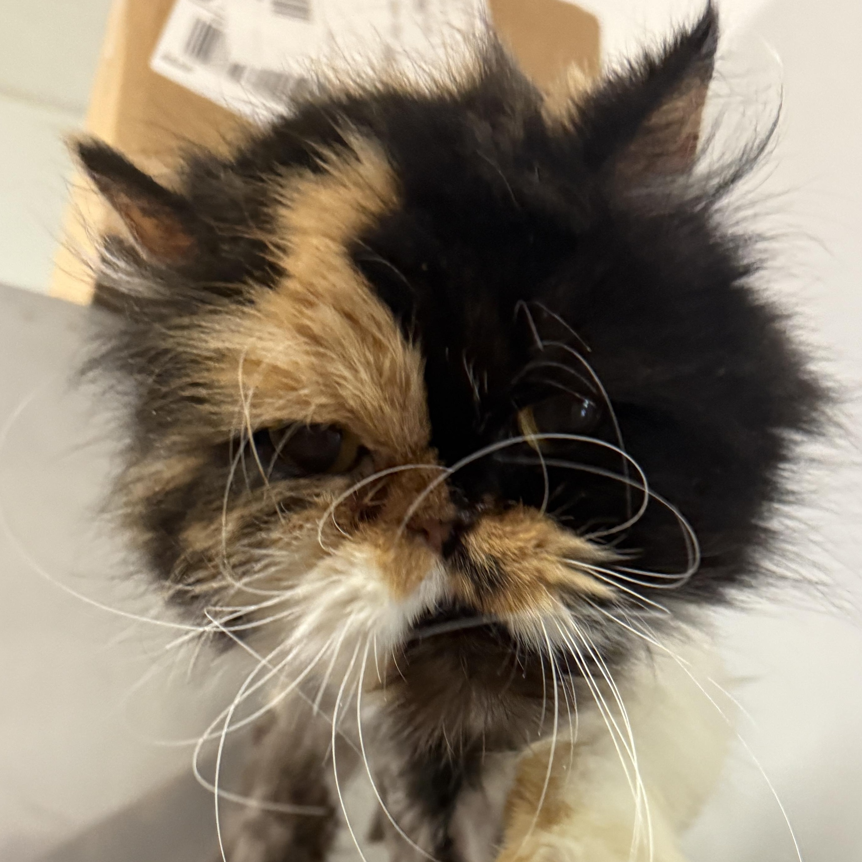Enlarge Parmesan, an adopted Persian in Auburn, NE image 1/4